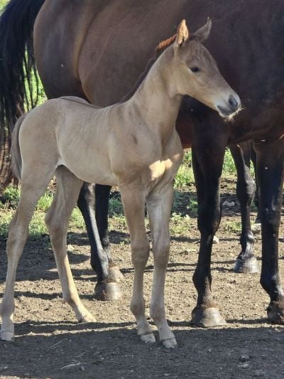 Foreigner Topsail JW <BR> AQHA PENDING